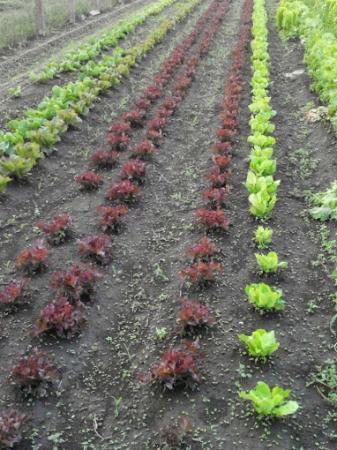 Azienda Agricola Rumma